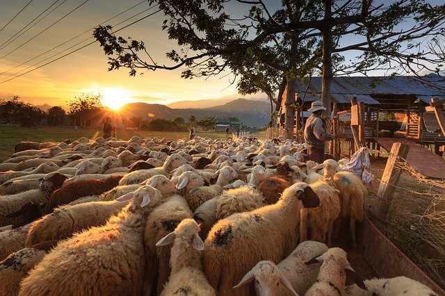 pastor de ovejas