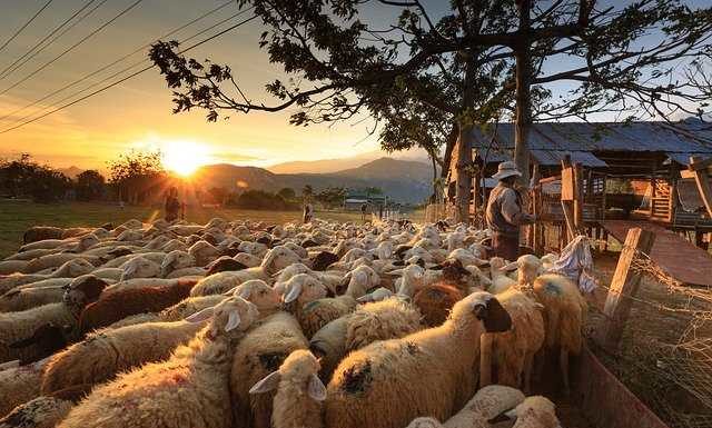 ¡Ey, pastor! ¿Qué estás haciendo? pastor de ovejas