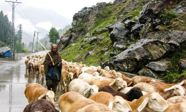Los pastores y la unidad del rebaño pastor de rebanio
