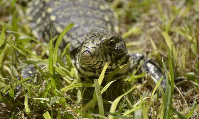 ¿Es pecado la tentación? tentacion pecado
