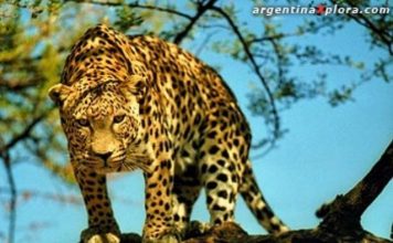 El peligro de la extinción biológica yaguarete