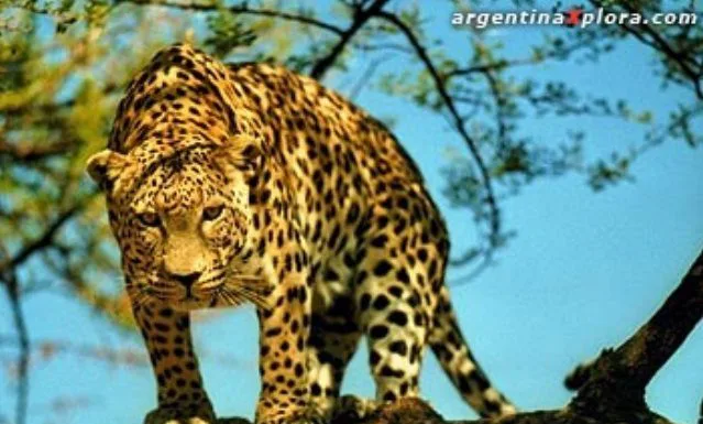 El peligro de la extinción biológica yaguarete